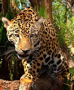 Jaguar wild in the jungles of Belize – Best Places In The World To Retire – International Living